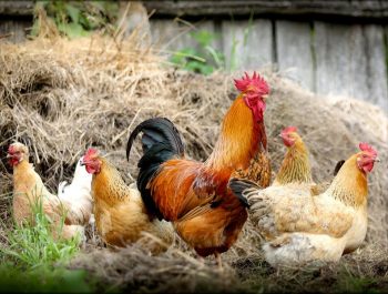 Alimentation pour volaille Alimentation pour volaille